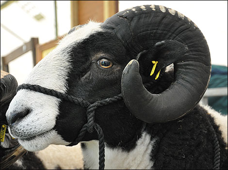 cu Jacobs sheep