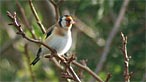 Goldfinch. Photo: Gale Jolly