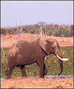 Slon africký