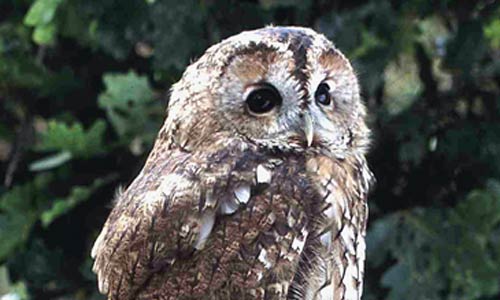 tawnyowl_jillpakenham.jpg