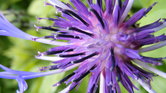 Purple bee flower... Purple bee flower...