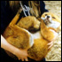 Fox saved