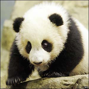 panda.jpg