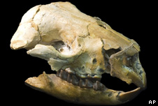 a fossilised skull