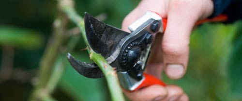 winter pruning