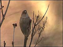 Sparrow