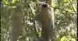penan's video screenshot thumbnail