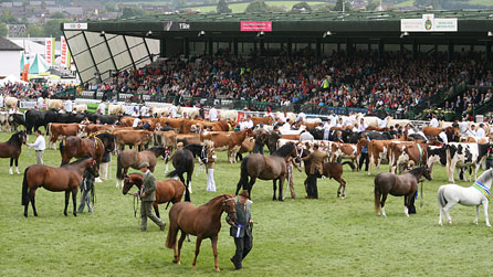 Winners in the ring