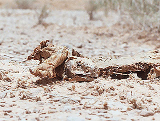 deadlizard2.jpg