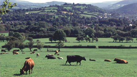 Gwartheg yn pori