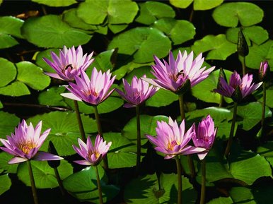Water lillys