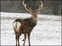 Gisburn Sika Deer