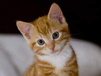 Kitten