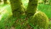twin-stemmed tree
