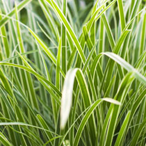 Carex 'Ice 'Dance'