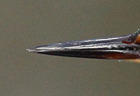 sharp