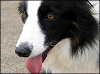 边境牧羊犬