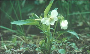 Fen violet