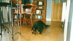 My Dog Mali