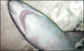 Shark