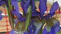 Iris 'Tropic Night'