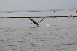 Pelican1.jpg