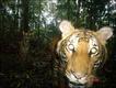 Mark Rayan Darmaraj / BBC Wildlife Magazine