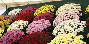 chrysanths.jpg