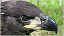 Sea Eagle c/o Iain Erskine