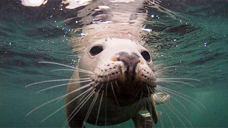 seal.jpg