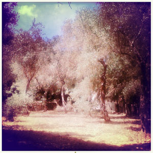 The Buskett Gardens