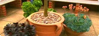 Move your plants somewhere warm in winter