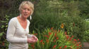 Carol Klein