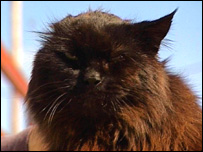 Blackie the cat