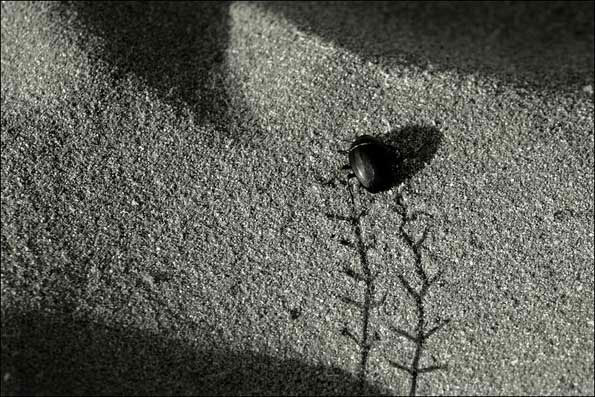 Picture of a beetle