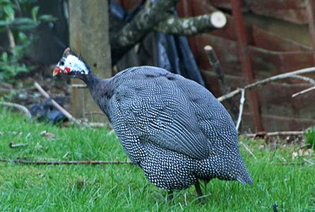 guinafowl.jpg