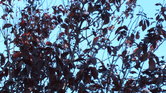 Contrast tree...