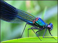 Dragonfly