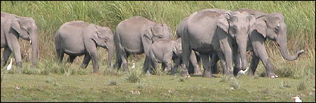 Elephant corridor