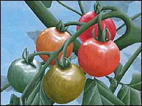 Tomatoes