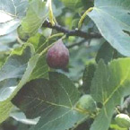 Fig - Brown Turkey