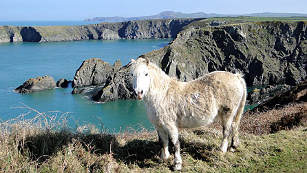 Pony on the cliffs near Trefin