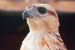 Peregrine Falcon