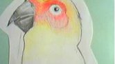 The parrot