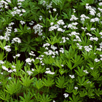 Galiumn odoratum