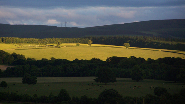 sunlit fields
