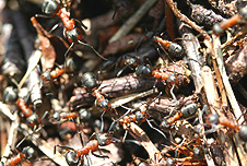 Ants