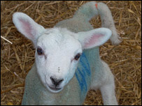 Lamb