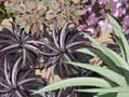 Flemings Planting Plan