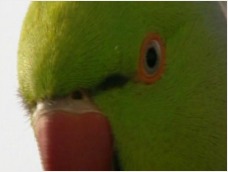 Wild parakeet